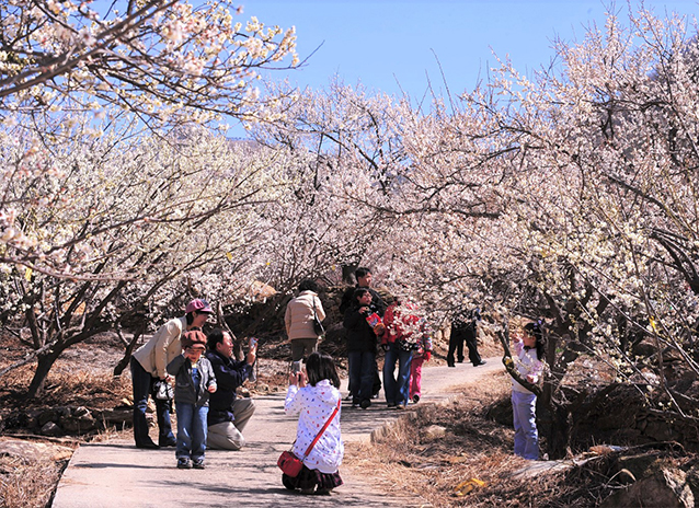 원동매화축제 이미지