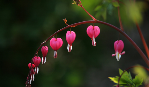 서운암들꽃죽제 이미지